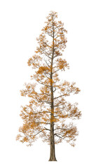 Fototapeta premium Single autumn tree isolated on transparent background. Deciduous tree with fall leaves isolated on transparent background. Autumn tree isolated on white background. Autumn tree PNG. conifer tree PNG.