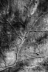 Bare Branches on Textured Wall in Black and White
