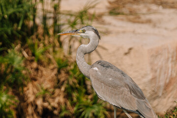 Gray heron standing beside a rocky shoreline with lush green vegetation in the background, showcasing its long neck and sharp beak during a sunny day