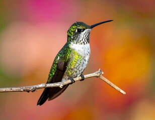 Obraz premium A tiny, vibrant hummingbird perches serenely on a delicate, weathered branch against a blurred backdrop of colorful blooms
