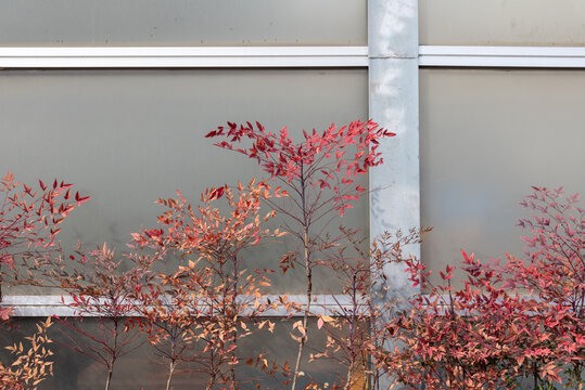 Red Foliage Against Modern Building Facade