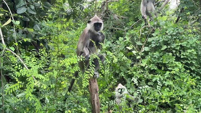 Gray langur monkeys sitting on tree branches Sri Lanka
