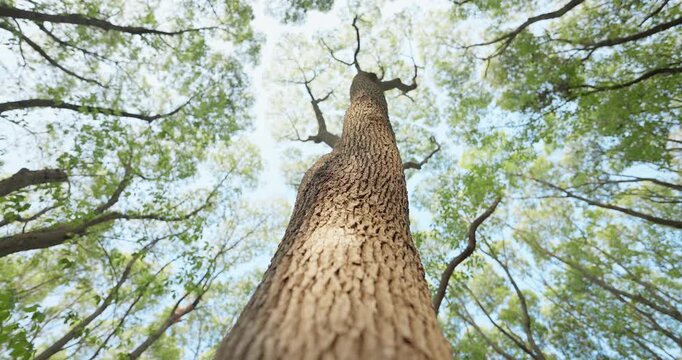 Trees pat the trunk of the big branches