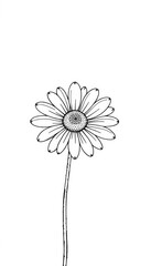 Delicate daisy line art, simple botanical sketch on white background, elegance, minimalism,  flower,  floral