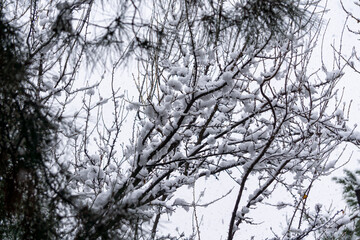 Branches of a deciduous tree partially covered with snow. Blurred background.