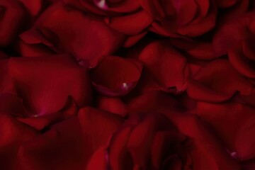 Naklejka premium Velvety crimson rose petals close-up with textured elegance and rich color