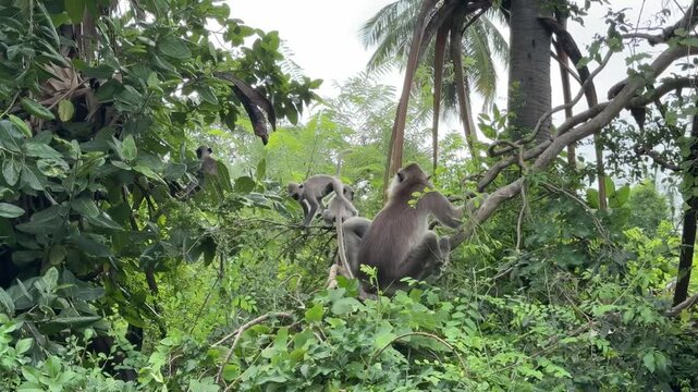 Gray langur monkeys sitting on tree branches Sri Lanka