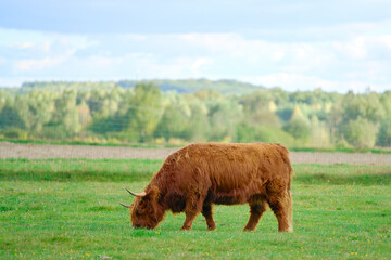 Calm Highland cattle in open landscape