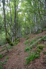 Forest path winding through green trees in Soultz-Haut-Rhin