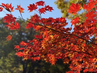 Fototapeta premium 鮮やかな紅葉のグラデーションと秋の青空 透過光に輝くモミジのクローズアップ 