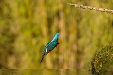 Fototapeta premium European Kingfisher in flight or perched on a twig in nature