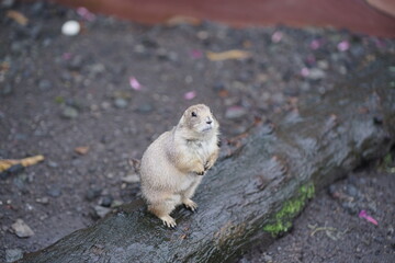 A vigilant prairie dog stands upright on its hind legs next to a weathered, damp log on the earthy ground, attentively observing its natural habitat