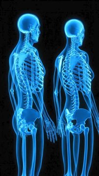 Skeletal structure of male and female human bodies. Suitable for medical, educational, and scientific presentations, publications, and designs.