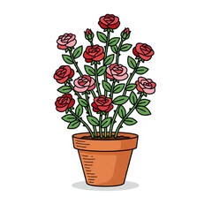 roses in pots on a white background.