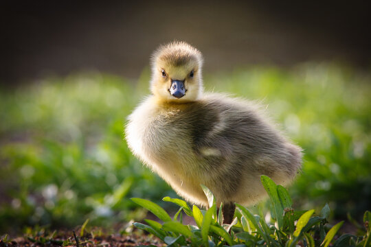 Fuzzy baby Canada Goose gosling standing among vegetation