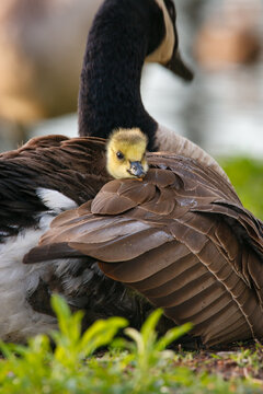 Baby Canada goose gosling tucked under its parent's wing
