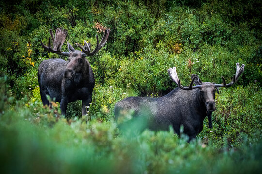 Two Bull Moose in Rocky Mountain National Park
