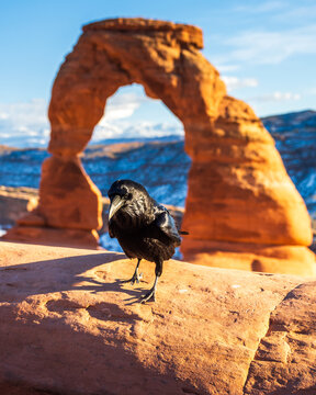 Raven at Delicate Arch in Moab