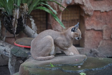 An elegant caracal wild cat with striking long tufted ears, observed in a naturalistic zoo environment, resting gracefully on a rock near water, showcasing its alert posture and beautiful tan fur
