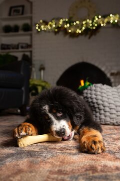 Puppy dog chews bone in cozy indoor space