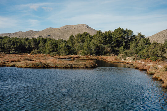 Wetland lagoon and pine forest at La Gola, Port de Pollen&ccedil;a