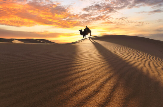 Camel going through the sand dunes on sunrise, Gobi desert Mongo