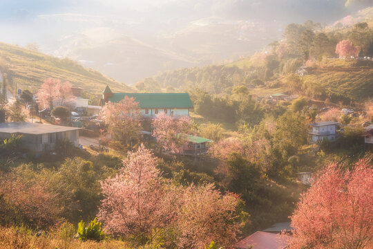 A village in Thailand with cherry blossoms blooming all over the