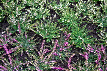 Heather flowers blooming densely across green foliage forming natural floral ground cover with soft sunlight creating calm autumn garden mood
