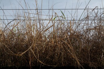 Close-up of dry grass growing on a mossy wall. Concept of drought, disaster, climate crisis, etc.