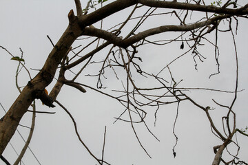 Dry tree branches isolated on white background. Concept of dry season, sadness, environmental damage, climate crisis.