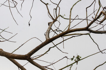 Dry tree branches isolated on white background. Concept of dry season, sadness, environmental damage, climate crisis.