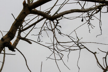Dry tree branches isolated on white background. Concept of dry season, sadness, environmental damage, climate crisis.