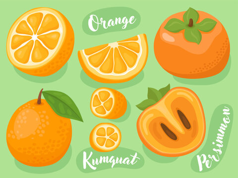 Collection of cute fruit illustrations, orange, kumquat, persimmon. Juicy sweet fruits. Whole fruits and halves of fruit with seeds. Illustrations for packaging, menu, natural food store.