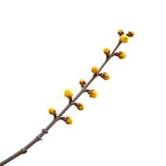 Delicate branch with small yellow flower buds