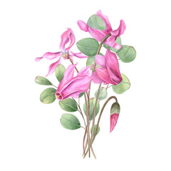 Watercolor pink cyclamen and eucalyptus branch bouquet illustration on isolated background. Spring wild blooming flowers, buds on stem. Floral composition for birthday greeting cards, invitations. © Masha_tolk_art