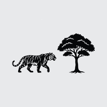 zebra in the forest