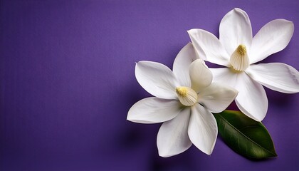 Fototapeta premium Two White Magnolia On Purple Background