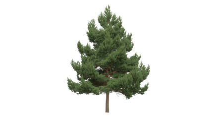 Single Green Pine Tree green tree single tree evergreen isolated on a transparent background