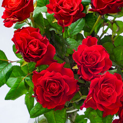 Bouquet of red roses. Square image.
