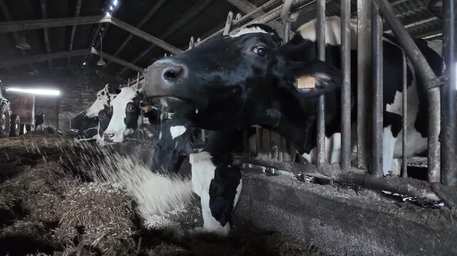 Detailed slow motion view of cows chewing straw inside a barn during winter.