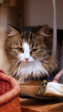 A domestic longhair tabby cat sitting on a shelf and slowly blinking its eyes. Calm vertical indoor pet scene showing trust, relaxation and gentle behavior in a cozy home environment.