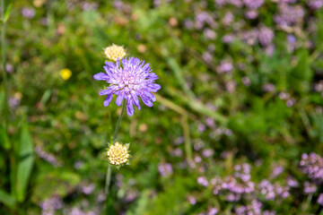 Purple scabiosa flower blooming in Soultz-Haut-Rhin field