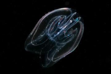 Iridescent Comb Jelly Glowing in the Water Column