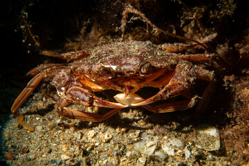 Blue Crab Eating Prey on the Seabed