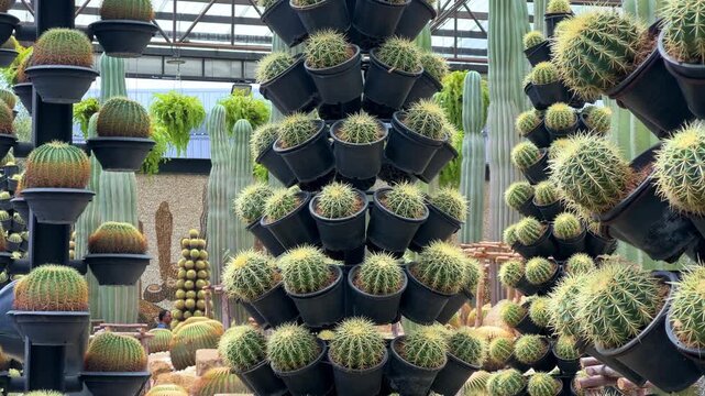 Cactus Garden in the Nong Nooch Tropical Park. The garden features a variety of cactus species, shapes, and colors. Astrophytums, Mammillarias, Opuntias, Echinocereus, and Cereus. Thailand, Pattaya.4К