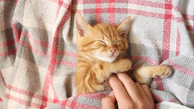 4k Cute ginger kittens sleeping on a blanket. Cat's dream. The concept of Happy adorable feline pets.
