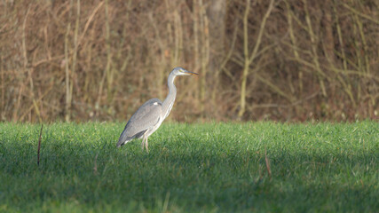 A Great Heron resting hunting in the grass in Winter 2026. High quality photo