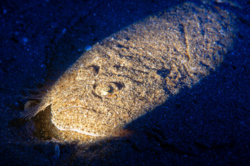 Camouflaged Sole Fish Lying on Sandy Seabed