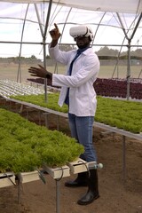Researcher is wearing vr headset gesturing among hydroponic lettuce racks under greenhouse roof © wavebreak3