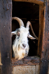 Goat with horns looking out old stable door